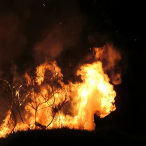 image for Forest Fires